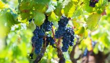 images/categorieimages/Primitivo grape.jpg